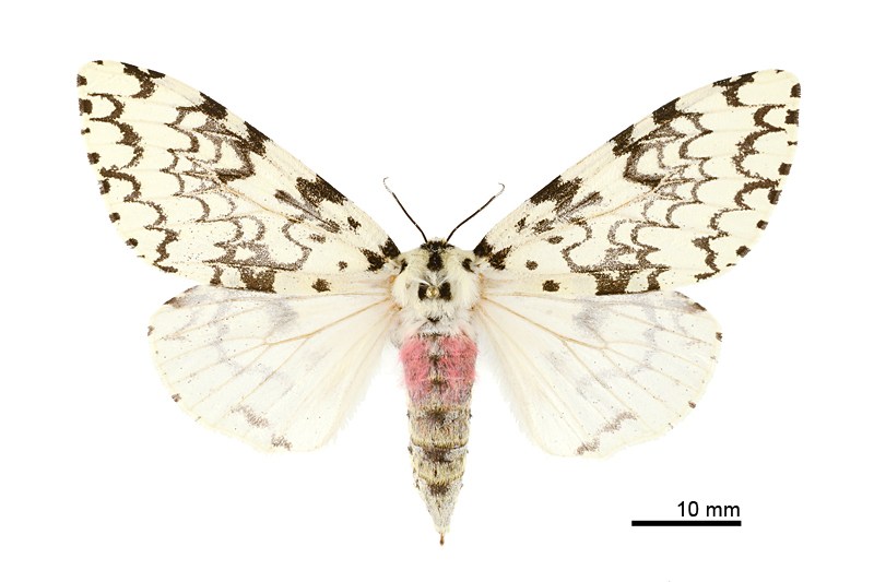 Lymantria concolor concolor Female